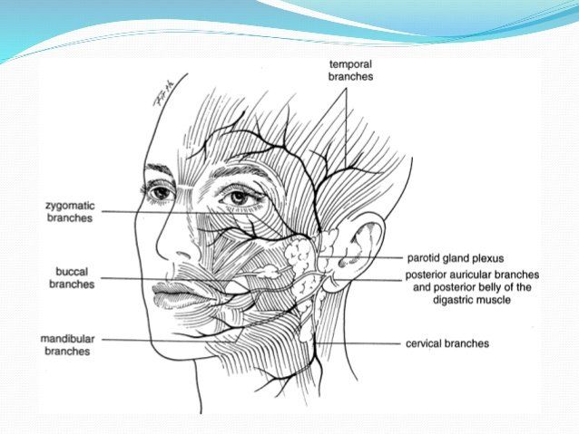 best of Pes Facial nerve