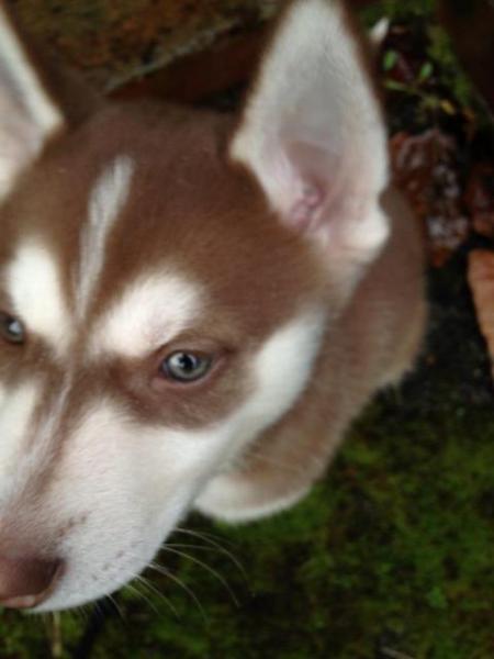Jasper reccomend Husky with green eyes