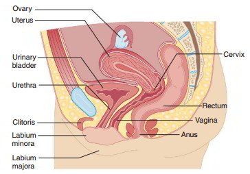 Tex-Mex reccomend Female anatomy location of clitoris