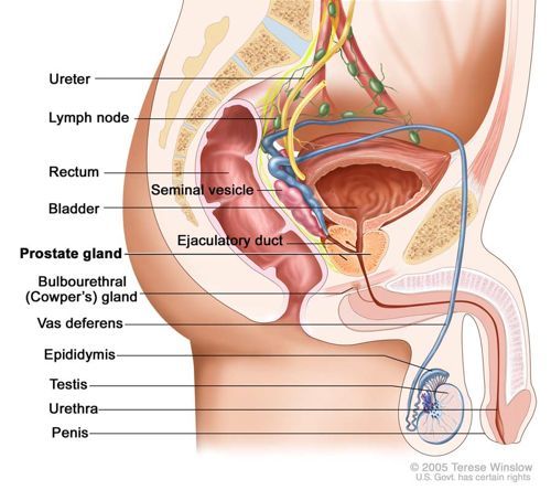 Quasar reccomend Guide to prostate masturbation