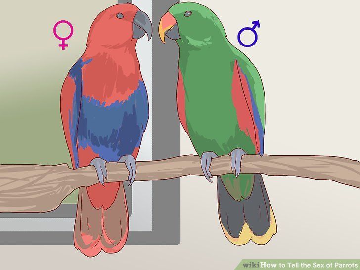 Boomerang reccomend How parrots attract the oppsite sex