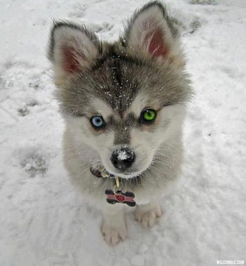 TD reccomend Husky with green eyes
