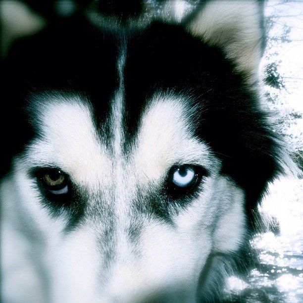 Dakota reccomend Husky with green eyes