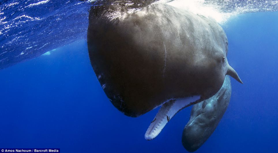 Sam reccomend Mating sperm whale