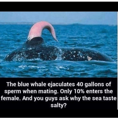 Mating sperm whale