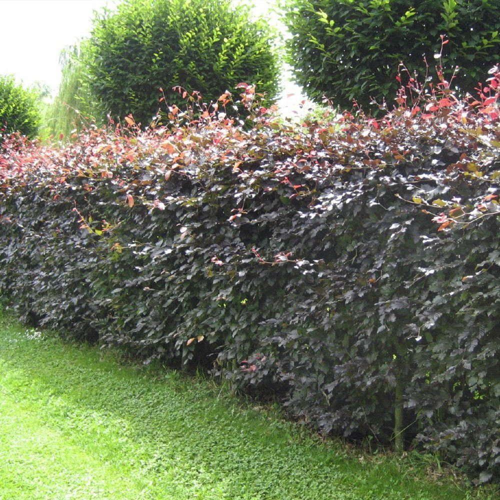 best of Beech hedge Mature