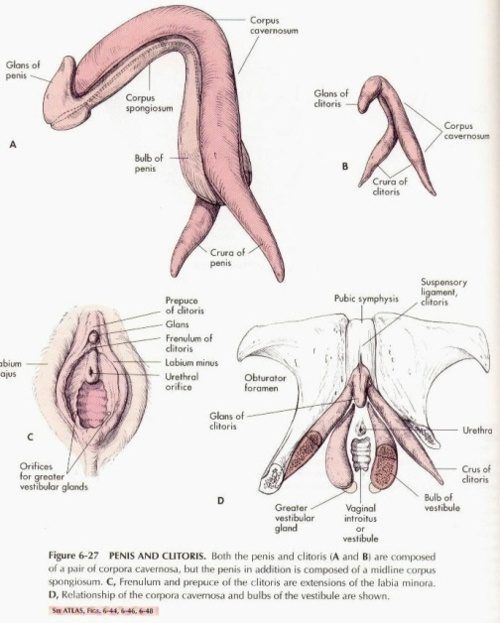 Equinox reccomend Overuse of dildo reduced sensitivity of clitoris