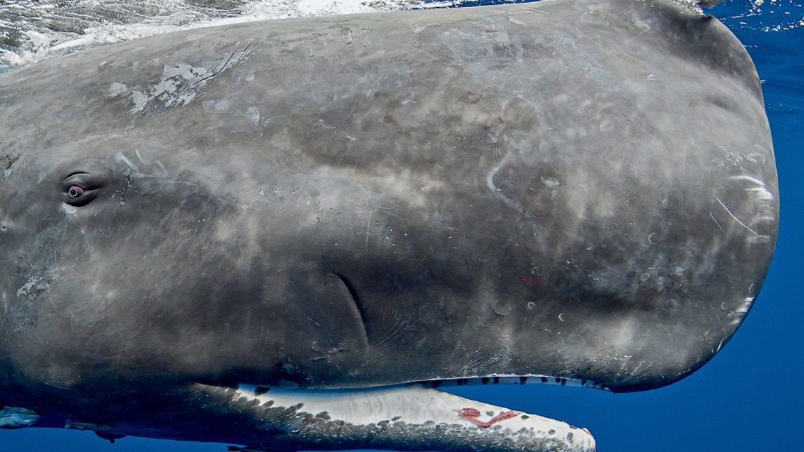 Blueberry reccomend Pictures of the sperm whale