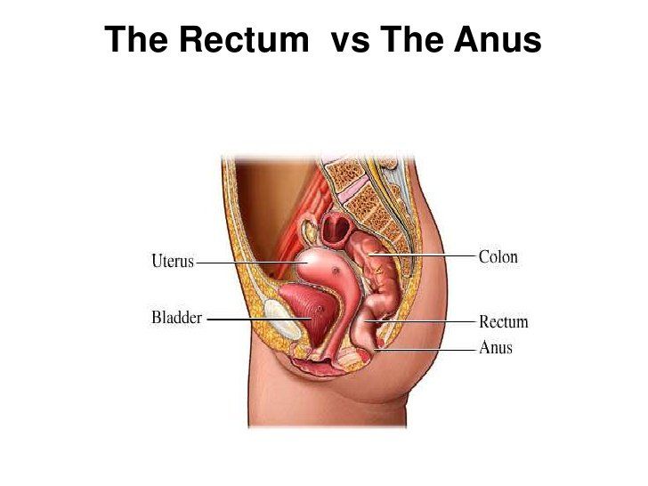 best of And anus Rectum