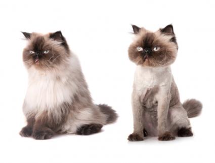 Should long hairs cats be shaved