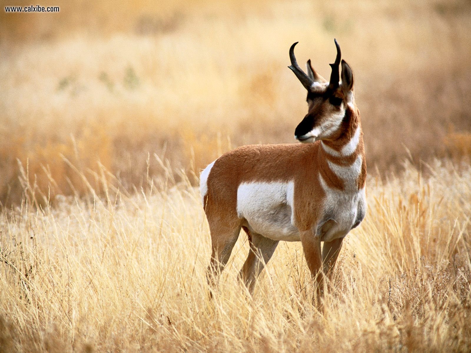 Show me a picture of an antelope