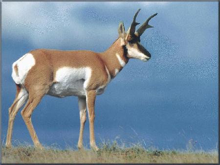 best of Antelope an Show a picture of me
