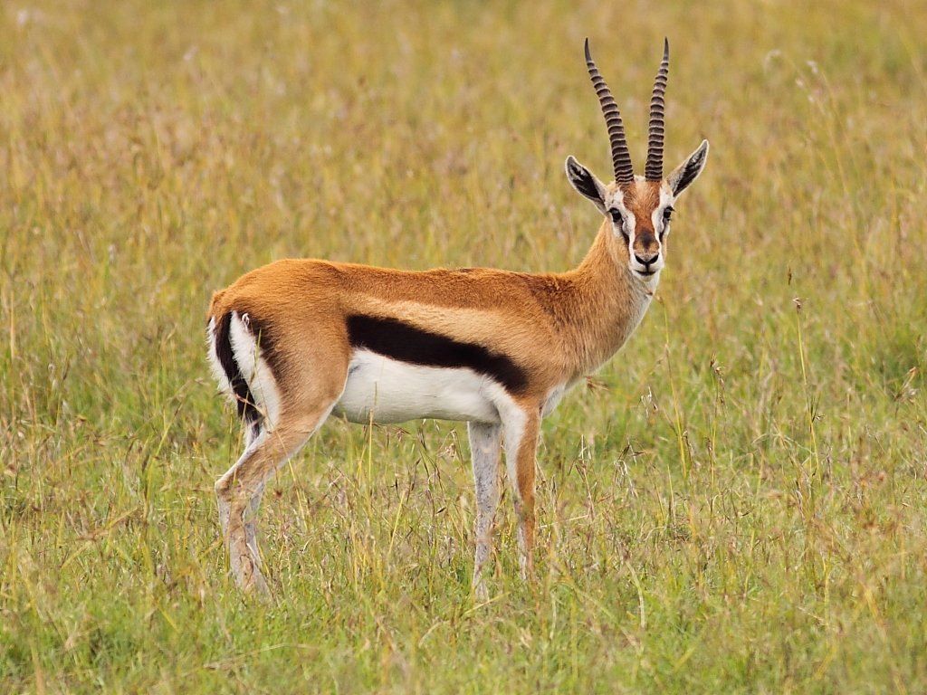 Star reccomend Show me a picture of an antelope