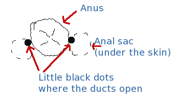 Hot C. reccomend Small black pimples on anus