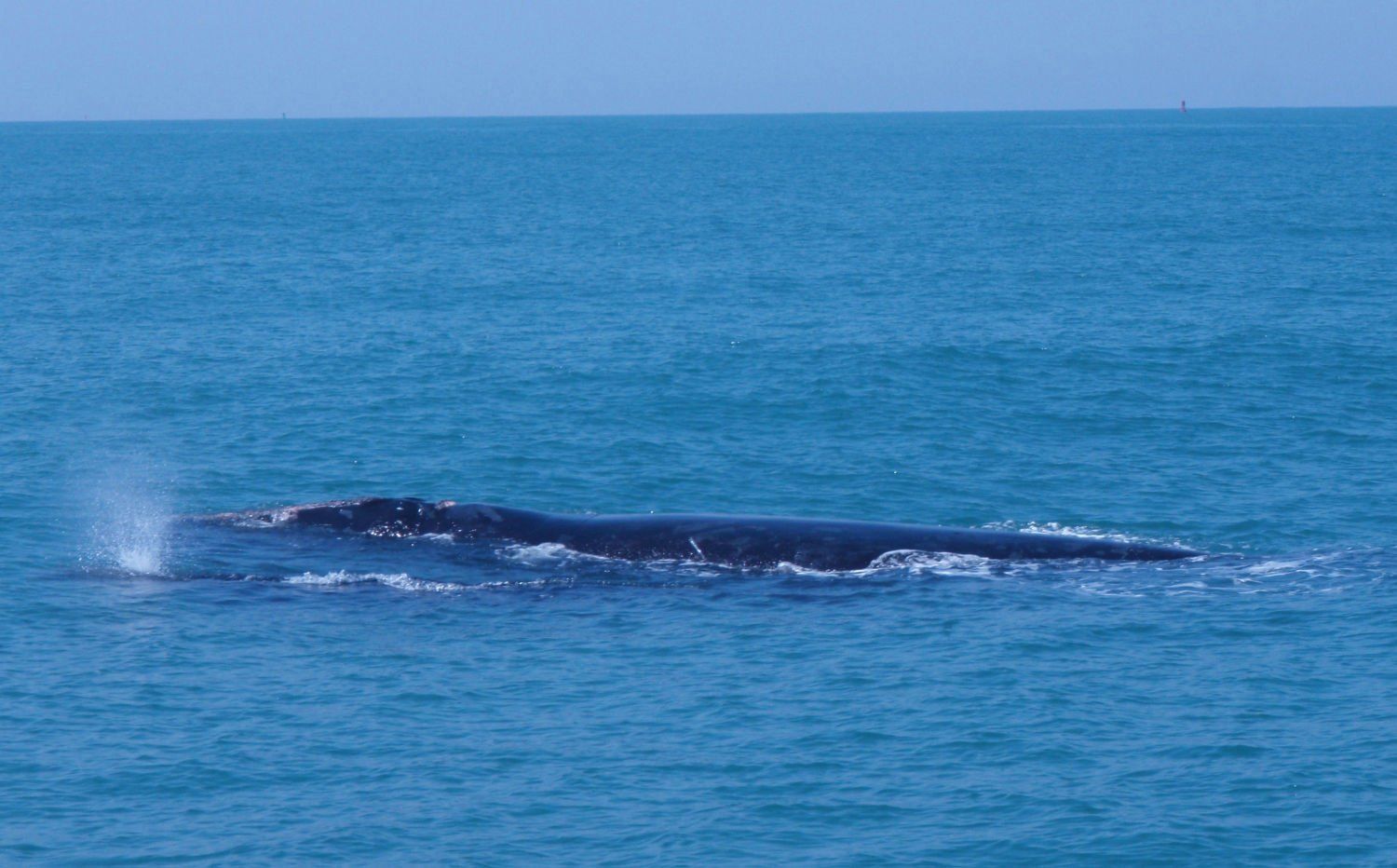 best of Nc avon Sperm whale