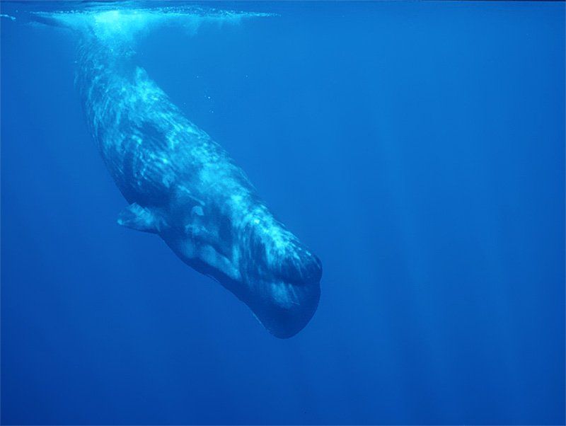 Sperm whale lung volume