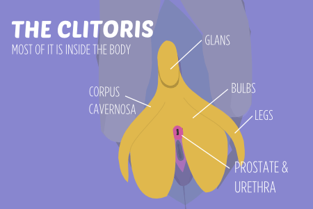 Vagina labia clitoris
