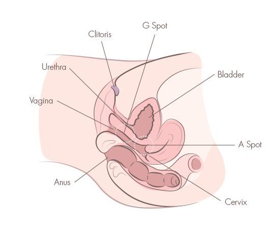 Buzz reccomend Ways to orgasm anally
