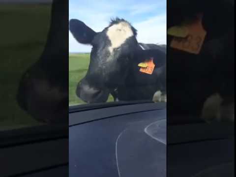 best of Lick Why do cars cows