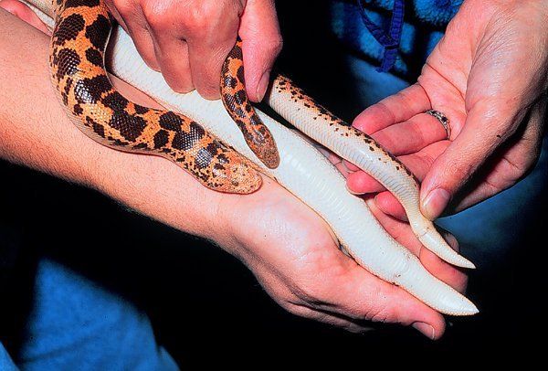 Free pic of women sex with snake